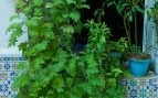 planta mosquitos