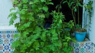 planta mosquitos