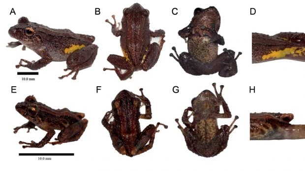 El color en la vida de Pristimantis etsa sp. nov. A, E. Vista dorsolateral; B, F. Vista dorsal; C, G. Vista ventral, y D, H. Ingle. (A–D) ZSFQ 6188; (E–H) ZSFQ 6189. Fotografías de David Brito-Zapata y Carolina Reyes-Puig.