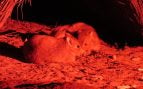 Bettongia lesueur (Quoy & Gaimard, 1824), Boodie (Burrowing Bettong), Santuario Barna Mia, Dryandra, WA, Australia. FOTO: Donald Hobern de Copenhague, Dinamarca, CC BY 2.0, vía Wikimedia Commons