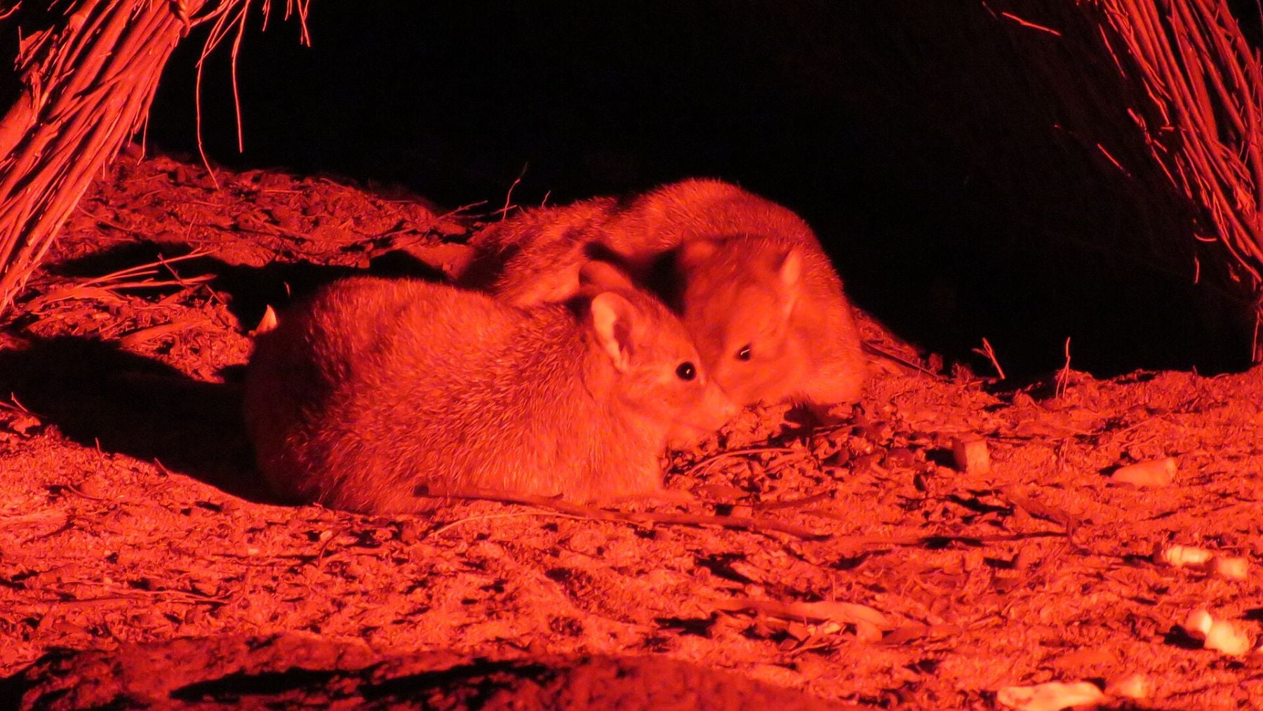 Sorprendente hallazgo de los investigadores australianos: el clima controla la dieta de algunos mamíferos y ahora dependen de hongos ocultos bajo tierra