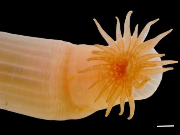 Anémona de mar excavadora. Foto: The Nippon Foundation-Nekton Ocean Census/Agustín Garese.