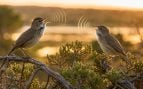 Aves, animales, especie, pájaro