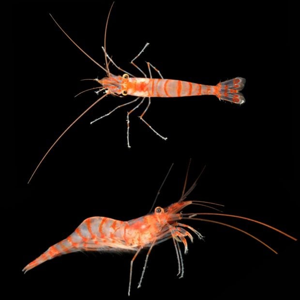 Camarón mediterráneo. Foto: The Nippon Foundation-Nekton Ocean Census/Hossein Ashrafi.
