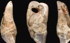Diente, foca, arqueología, animales