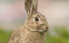 Especie de conejo
