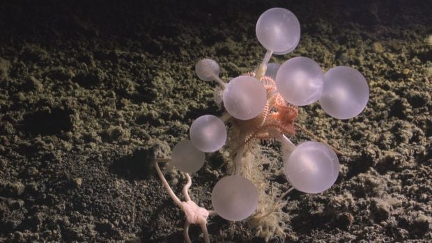 Esponja bola de la muerte. Foto: ROV SuBastian/Schmidt Ocean Institute.