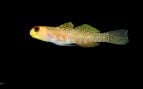 El gobio enano, una de las especies marinas descubiertas en el último año. Foto: Chris Goatley/The Nippon Foundation-Nekton Ocean Census.