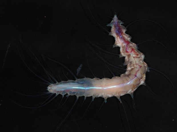 Gusano castillo de cristal. Foto: The Nippon Foundation-Nekton Ocean Census/JAMSTEC.