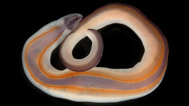 Gusano cinta. Foto: The Nippon Foundation-Nekton Ocean Census/Gustav Paulay.
