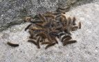 larvas de gusano, plaga de larvas en Asturias, plaga de gusanos en Asturias, plagas en pueblos de Asturias.