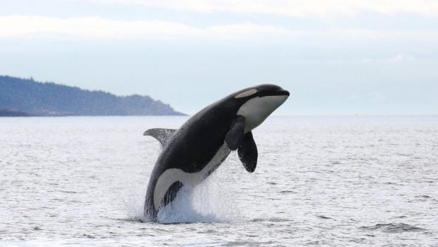 Orcas saltando en el mar