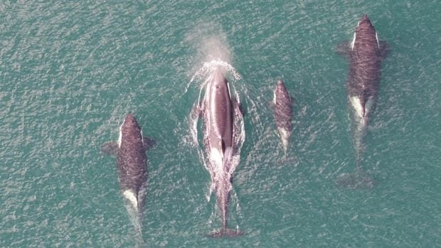 Orcas mar