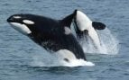 Orcas NOAA