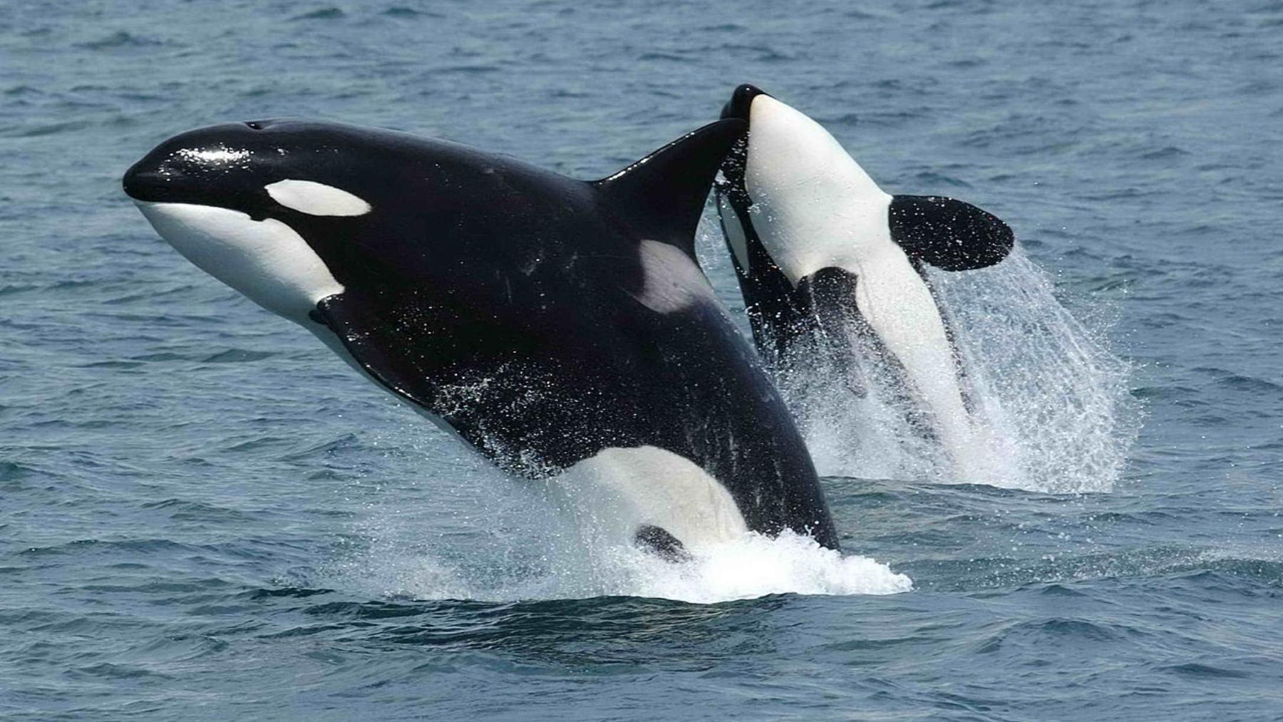Orcas. (Foto: NOAA).