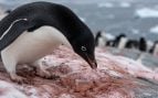 Antártida, pingüino, animales, especie