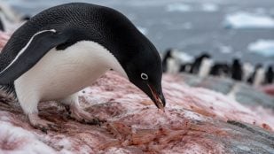 Antártida, pingüino, animales, especie