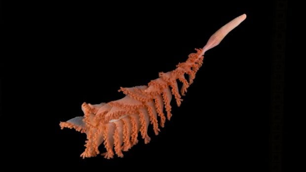 Pluma de mar de Mystery Ridge. Foto: Paul Satchell/The Nippon Foundation-Nekton Ocean Census/Schmidt Ocean Institute.