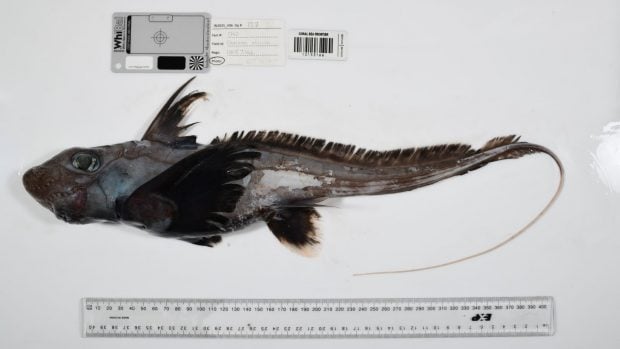 Las quimeras, o tiburones fantasma. Foto: The Nippon Foundation-Nekton Ocean Census/CSIRO.