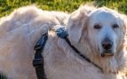 Por qué suspira el perro