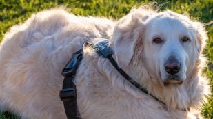 Por qué suspira el perro