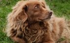 El perro come excrementos humanos
