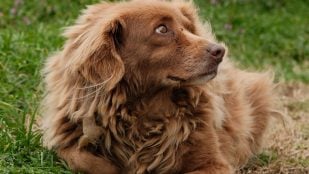 El perro come excrementos humanos