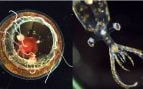 A la izquierda, la medusa Crossota millsii, recolectada a 1.157 metros de profundidad; a la derecha, un calamar de cristal juvenil (familia Cranchiidae), hallado a 779 metros. Ambos ejemplares fueron documentados en el Atlántico Sur, frente a Brasil, y forman parte de las nuevas especies registradas por la expedición del Schmidt Ocean Institute. Crédito: Emily Clark / MBARI vía Schmidt Ocean Institute.