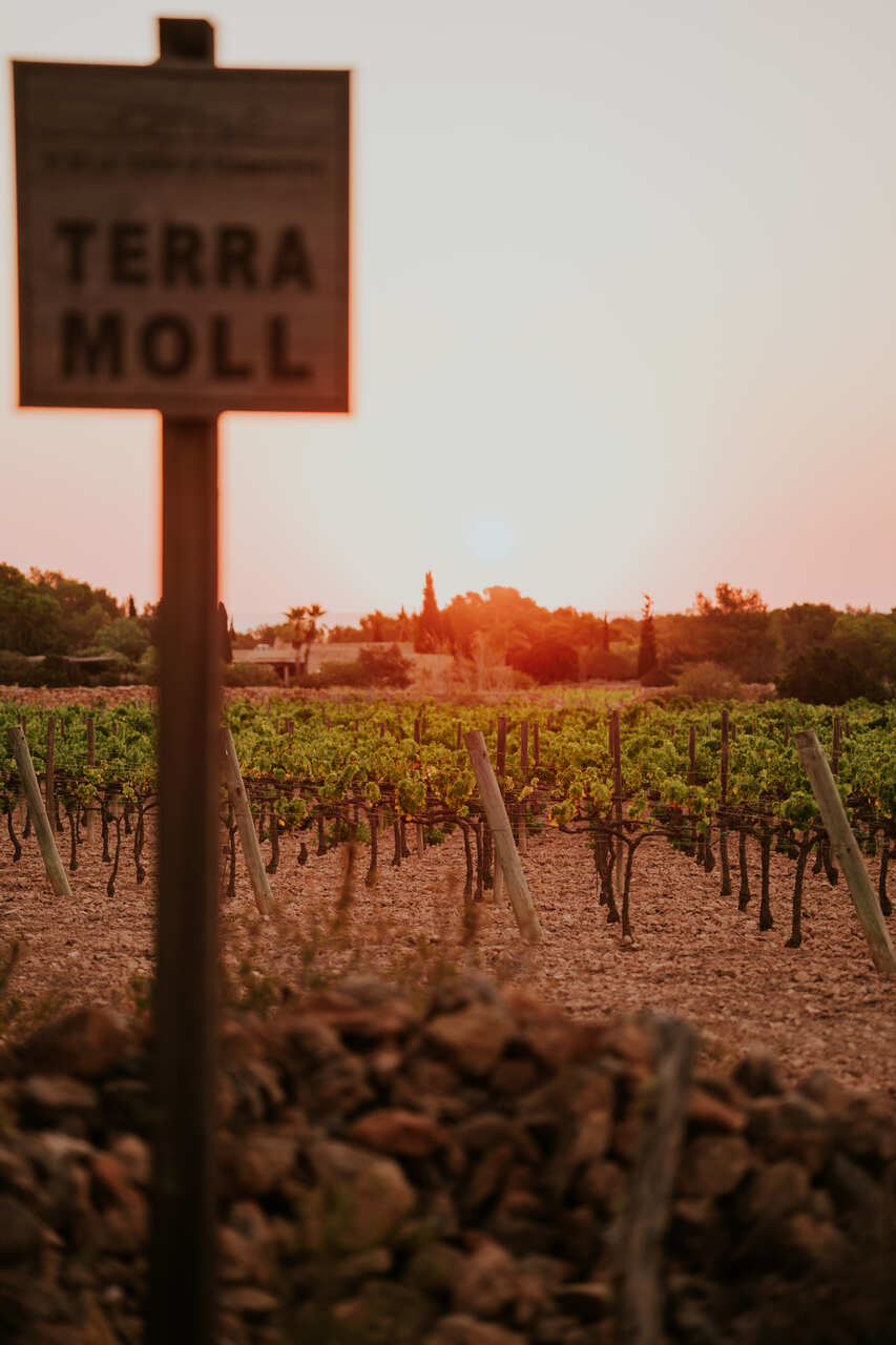 terramoll vinos formentera