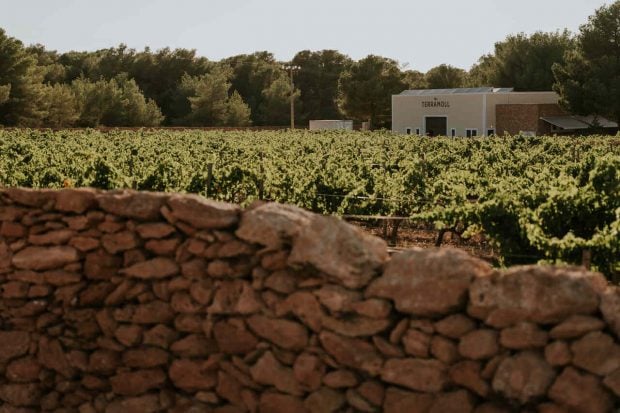 terramoll vinos formentera