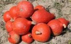 Cabalaza, Cucurbita maxima. Foto: George Chernilevsky, dominio público, vía Wikimedia Commons