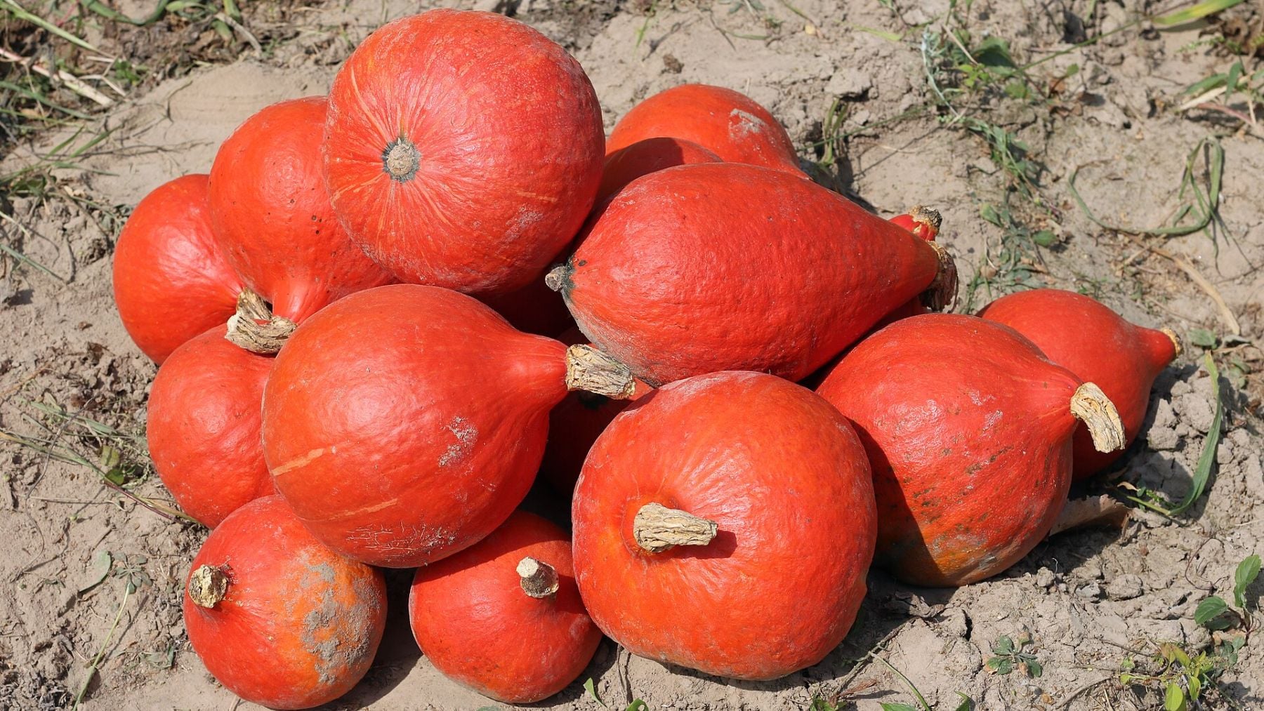Un pueblo madrileño de 1300 habitantes es el único lugar de España especializado en cultivar una calabaza japonesa con forma de bombilla y sabor a castaña