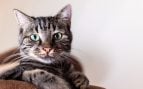Los veterinarios coinciden: tu gato no te ve como su dueño, en realidad piensa que estáis en la misma escala en la familia y tú no mandas sobre él