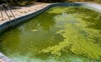 Algas de la piscina, cómo quitar verde de la piscina, cianobacterias, investigación china sobre algas.