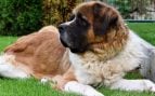 Razas de perros grandes
