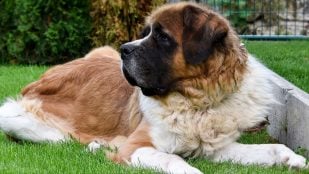 Razas de perros grandes