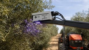 Luz UV-C en agricultura, experimento con luz ultravioleta en el olivar, mejora olivos andaluces, cómo mejorar agricultura de Andalucía.