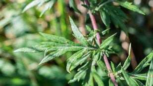 Plantas, flora, curiosidades