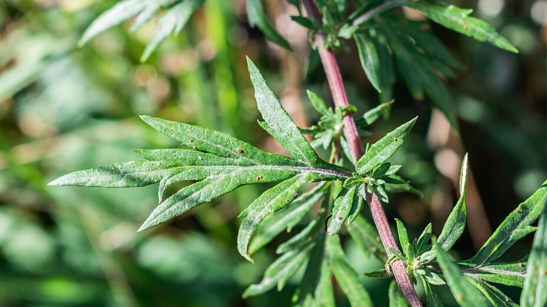Adiós a los productos químicos: la planta medicinal que funciona como pesticida natural en tu jardín contra los ácaros