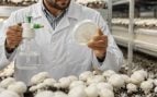 Cultivo, champiñones, naturaleza, ciencia, curiosidades