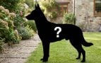 Perro