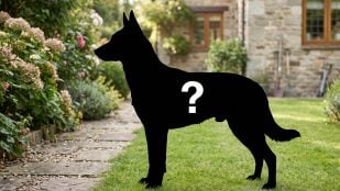 Perro