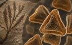 Esporas, ciencia, descubrimiento