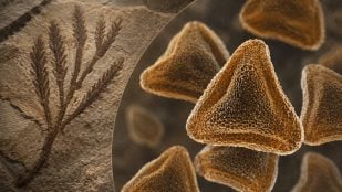 Esporas, ciencia, descubrimiento