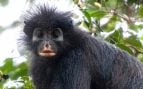 nueva especie de mono