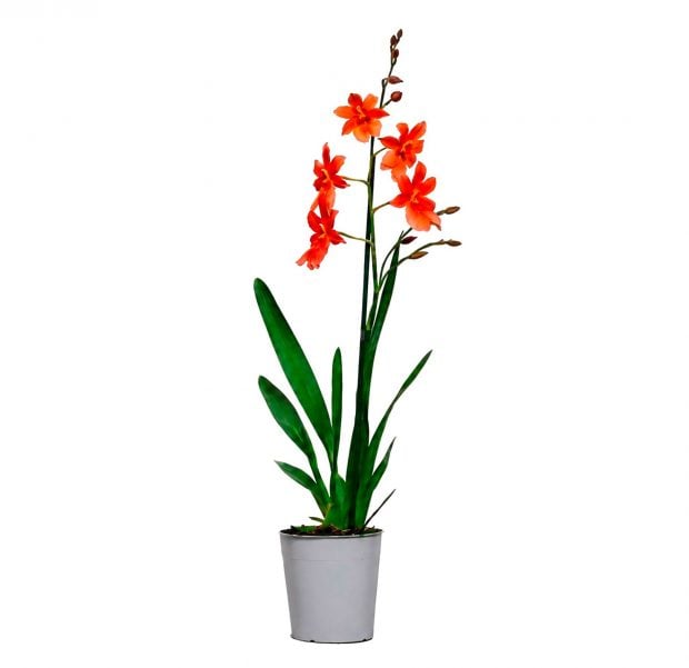 Aldi plantas