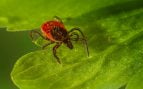 Planta que atrae a las garrapatas