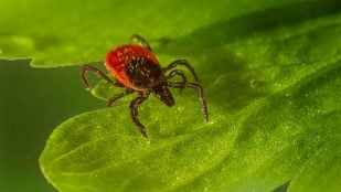 Planta que atrae a las garrapatas