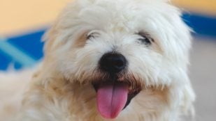 Perros ven en blanco y negro