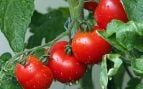 Variedad tomates de Soria, tomates de Soria, tomate de Castilla y León, tomates de Soria, agricultura del tomate en Soria, agricultor Emilio Medina encuentra tomate soriano de 1916.